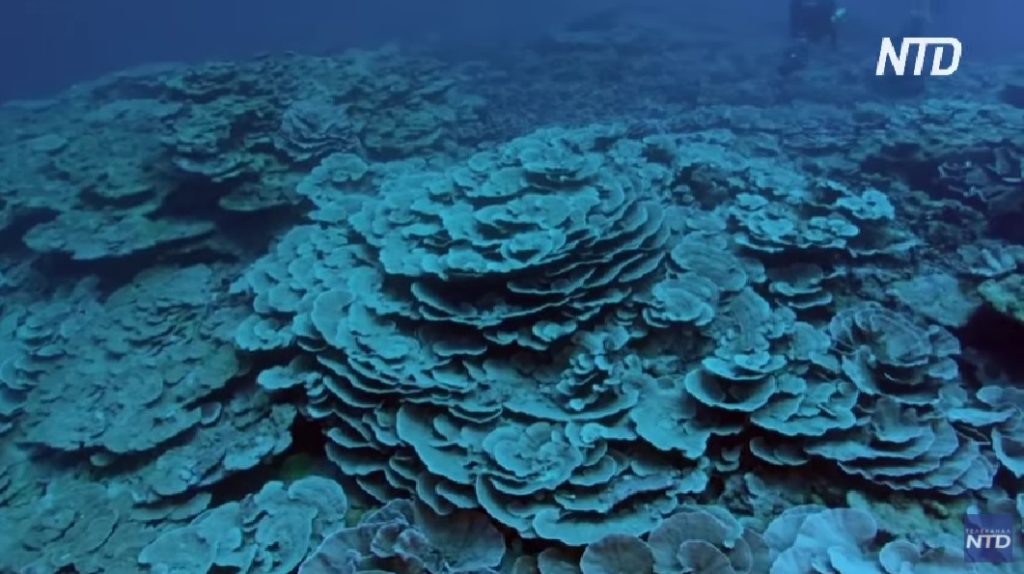 В Тихом океане обнаружили ранее неизвестный, но один из самых больших коралловых рифов (ВИДЕО) 1