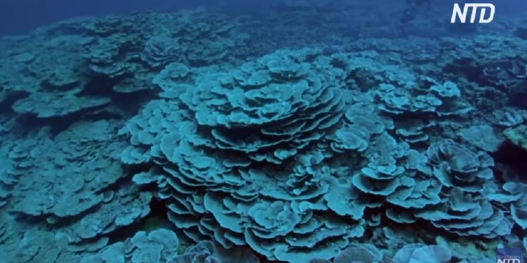 В Тихом океане обнаружили ранее неизвестный, но один из самых больших коралловых рифов (ВИДЕО)