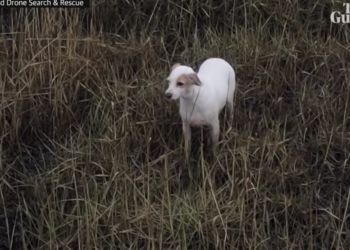 В Британии спасли собаку с помощью сосиски, привязанной к дрону (ВИДЕО)