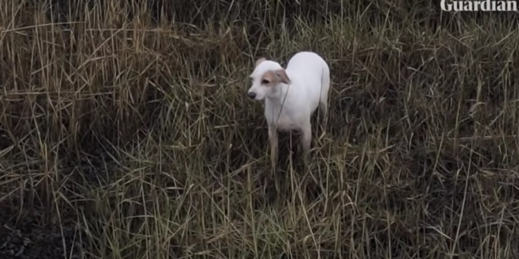В Британии спасли собаку с помощью сосиски, привязанной к дрону (ВИДЕО)