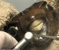 В Британии рыбу пришлось отвезти к стоматологу, чтобы… подпилить ее зубы (ФОТО)
