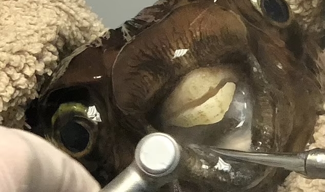 В Британии рыбу пришлось отвезти к стоматологу, чтобы… подпилить ее зубы (ФОТО)