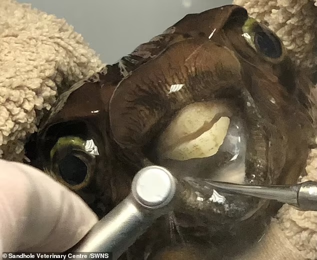 В Британии рыбу пришлось отвезти к стоматологу, чтобы… подпилить ее зубы (ФОТО)