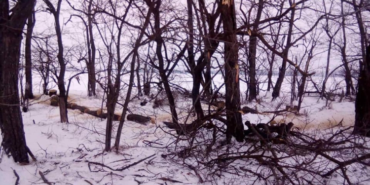 У Баштанському районі Миколаївщини поліція спіймала «чорних лісорубів» (ФОТО)