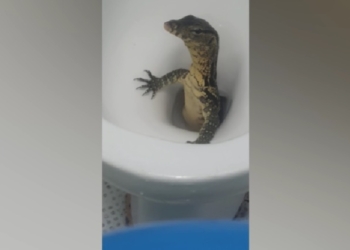 К британскому туристу в Таиланде из унитаза «заглянул на огонек» водяной варан (ВИДЕО)