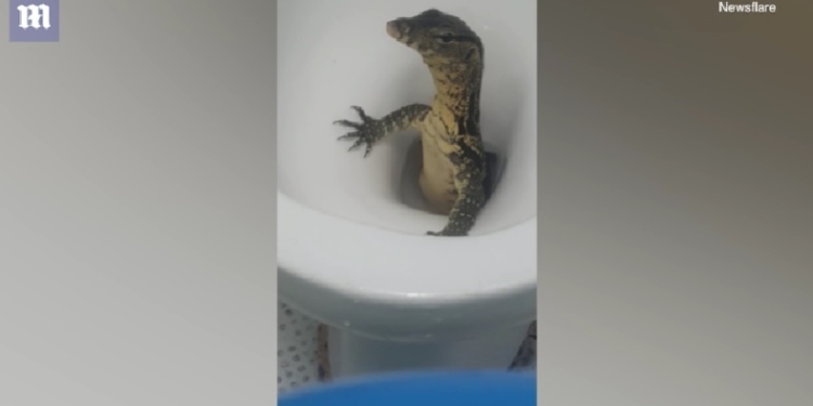 К британскому туристу в Таиланде из унитаза «заглянул на огонек» водяной варан (ВИДЕО)