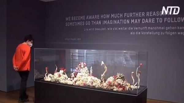 Вязали 17 лет: 20 тысяч вязальщиц «создали» коралловый риф (ВИДЕО)