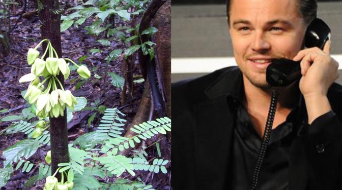 Открытый учеными новый редкий вид дерева назван в честь Леонардо Ди Каприо