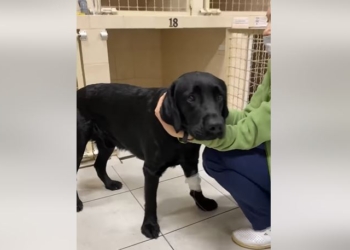 Вытрезвитель для животных. В Днепре откачали лабрадора – его хозяйка утверждает, что он сам выпил бутылку коньяку (ФОТО, ВИДЕО)