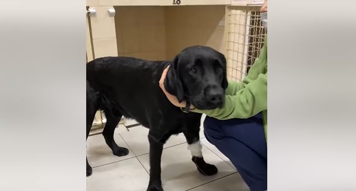 Вытрезвитель для животных. В Днепре откачали лабрадора – его хозяйка утверждает, что он сам выпил бутылку коньяку (ФОТО, ВИДЕО)