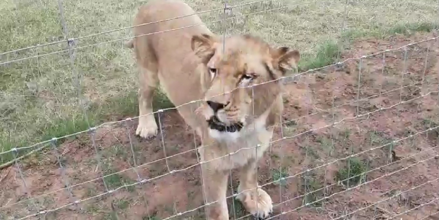 «Николаевские» львы прибыли в ЮАР и осваивают новый дом (ВИДЕО)