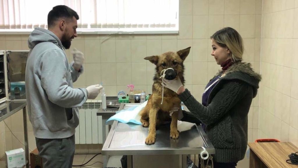 В Черновцах пес неделю ходил с пластиковой бутылкой на голове (ВИДЕО) 1