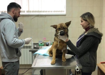 В Черновцах пес неделю ходил с пластиковой бутылкой на голове (ВИДЕО)