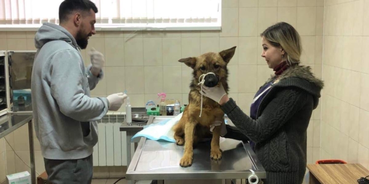 В Черновцах пес неделю ходил с пластиковой бутылкой на голове (ВИДЕО)