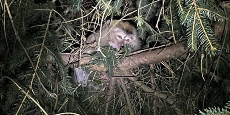 В США после ДТП сбежали макаки-крабоеды – их везли для испытания вакцин (ФОТО, ВИДЕО)