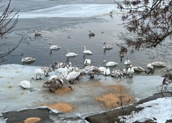 В Николаеве в ледовом плену оказались лебеди. Один погиб, другие голодают (ФОТО, ВИДЕО)