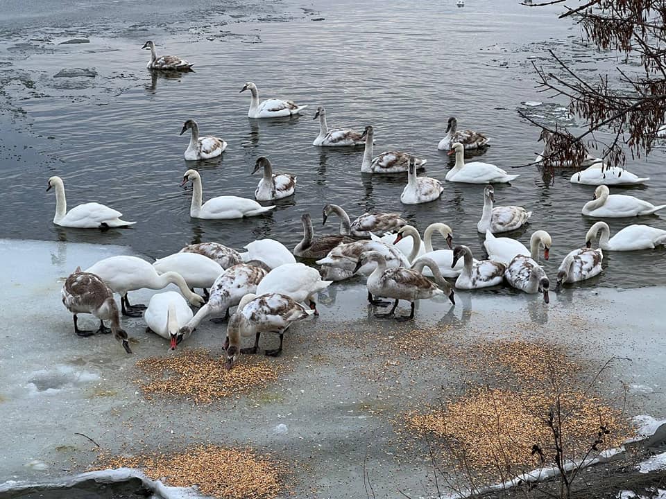 В Николаеве в ледовом плену оказались лебеди. Один погиб, другие голодают (ФОТО, ВИДЕО) 4