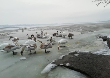 В Николаеве в ледовом плену оказались лебеди, без помощи людей им не выжить (ФОТО)