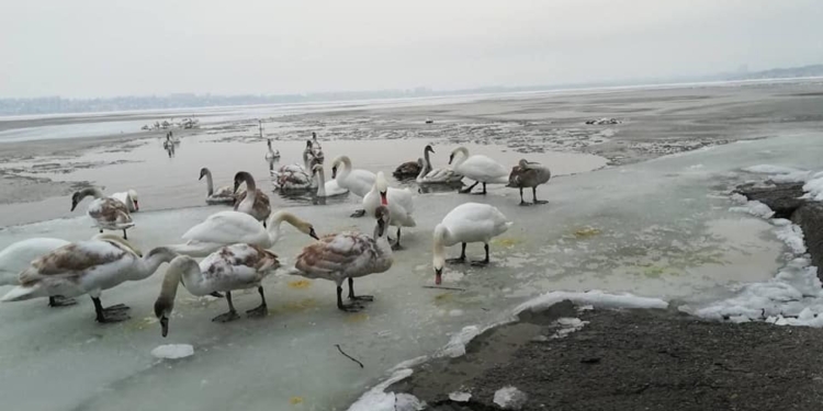 В Николаеве в ледовом плену оказались лебеди, без помощи людей им не выжить (ФОТО)