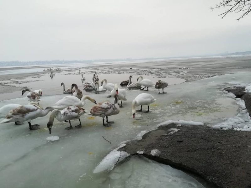 В Николаеве в ледовом плену оказались лебеди, без помощи людей им не выжить (ФОТО)