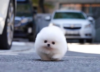 Ми-ми-мишности вам на ночь: как крошечный щенок померанского шпица по кличке Снежок стал интернет-хитом (ФОТО)