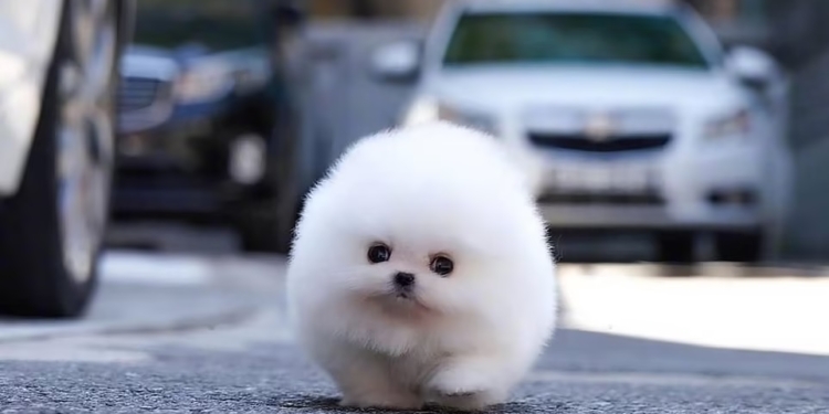 Ми-ми-мишности вам на ночь: как крошечный щенок померанского шпица по кличке Снежок стал интернет-хитом (ФОТО)