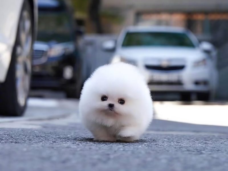 Ми-ми-мишности вам на ночь: как крошечный щенок померанского шпица по кличке Снежок стал интернет-хитом (ФОТО)
