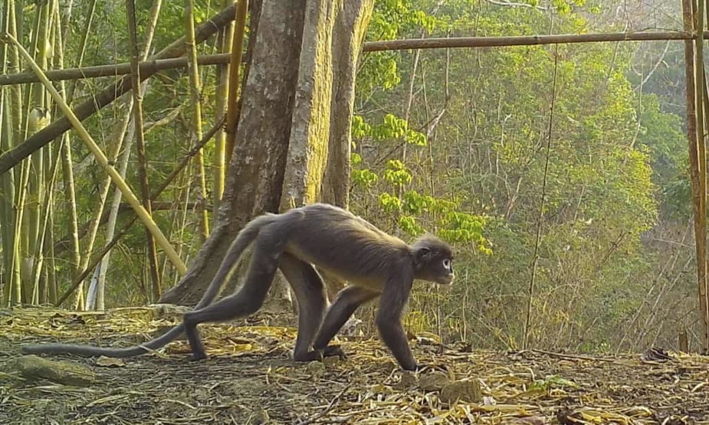 Призрачная обезьяна и суккулентный бамбук. Ученые открыли в Азии 224 новых вида животных и растений (ФОТО) 1