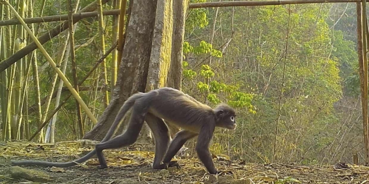 Призрачная обезьяна и суккулентный бамбук. Ученые открыли в Азии 224 новых вида животных и растений (ФОТО)