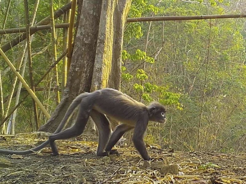 Призрачная обезьяна и суккулентный бамбук. Ученые открыли в Азии 224 новых вида животных и растений (ФОТО)