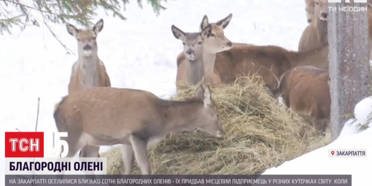 Около сотни оленей в разных странах купил фермер Закарпатья, чтобы выпустить их через 3 года в карпатские леса (ФОТО)