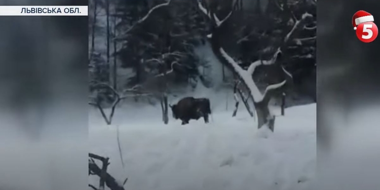 Жители карпатского села просят защиты от зубров – от них нет спасения (ВИДЕО)