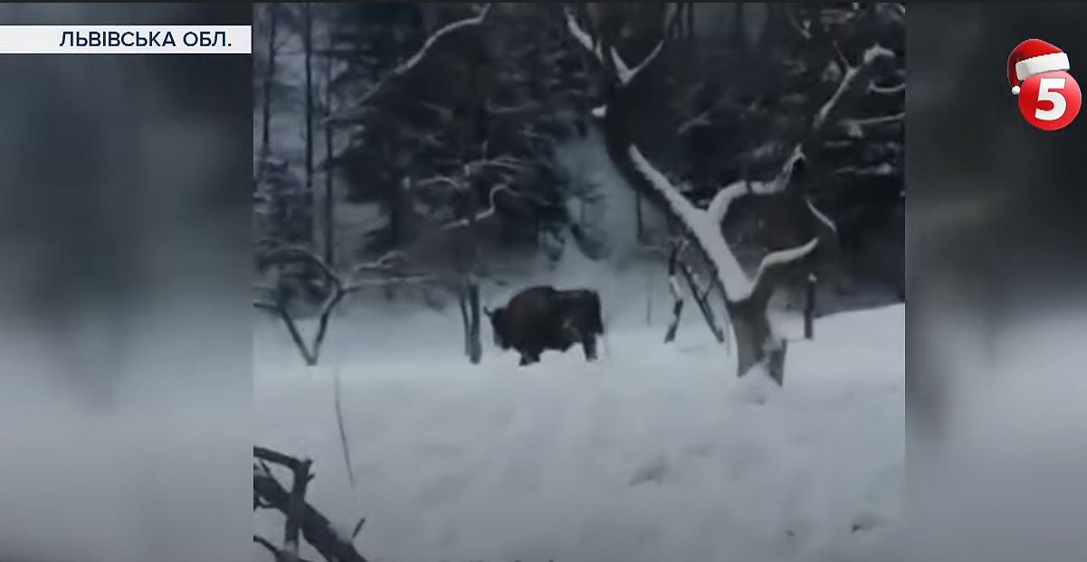 Жители карпатского села просят защиты от зубров – от них нет спасения (ВИДЕО)