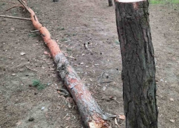 В Николаеве варварски рубят сосны в районе яхт-клуба (ФОТО, ВИДЕО)
