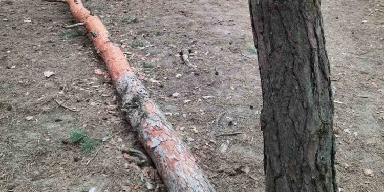 В Николаеве варварски рубят сосны в районе яхт-клуба (ФОТО, ВИДЕО)