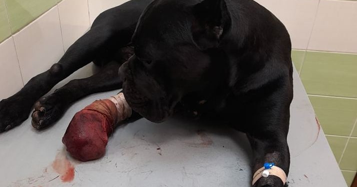 На фронте собака морпехов попала в ловушку боевиков, отгрызла себе лапу и вернулась к своим (ФОТО)