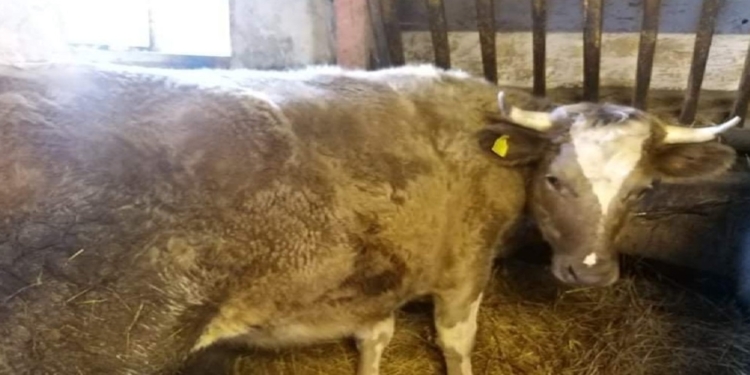 В Польше ЛГБТ-активисты собрали средства на спасение коровы-“трансгендера” (ФОТО)