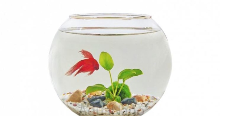 Рыбку жалко. Французская компания отказалась от производства круглых аквариумов и призывает других к тому же