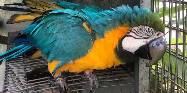 Попугаю ара поставили титановый протез клюва