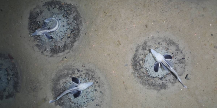 В Антарктике подо льдом нашли уникальную экосистему ледяных рыб