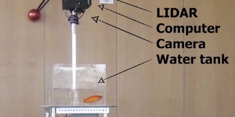 Золотые рыбки научились управлять аквариумом на колесах (ВИДЕО)
