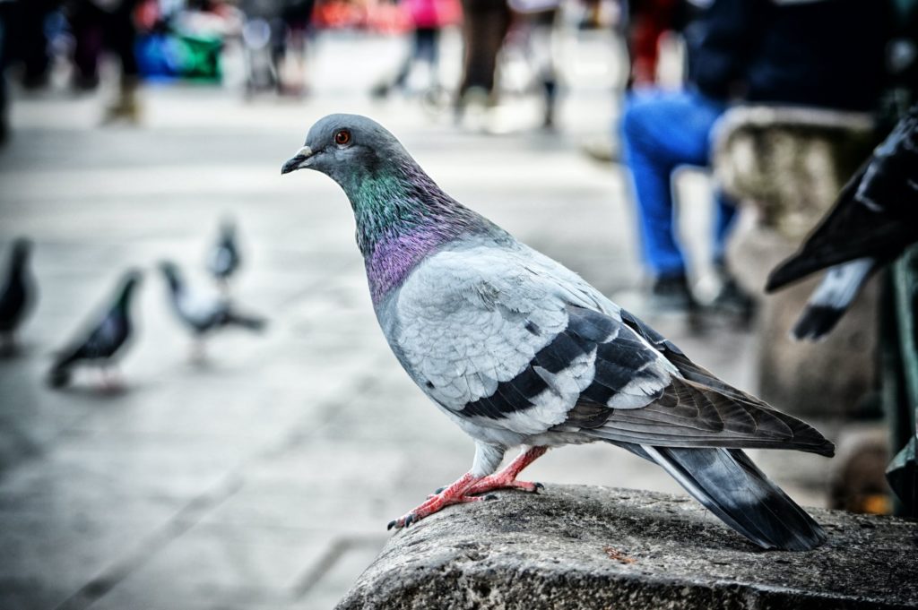 В испанской Барселоне можно стать спонсором голубей с Plaza Catalunya 1
