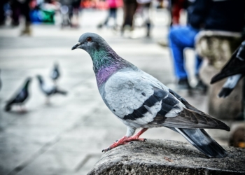 В испанской Барселоне можно стать спонсором голубей с Plaza Catalunya