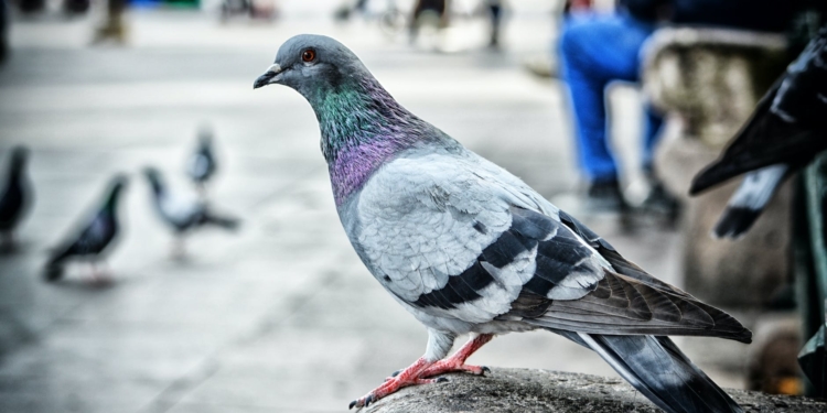 В испанской Барселоне можно стать спонсором голубей с Plaza Catalunya