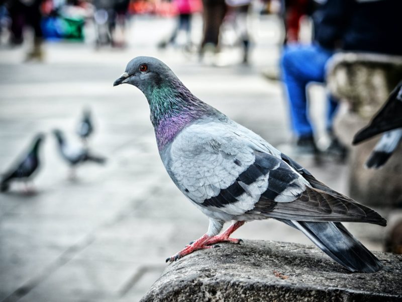 В испанской Барселоне можно стать спонсором голубей с Plaza Catalunya