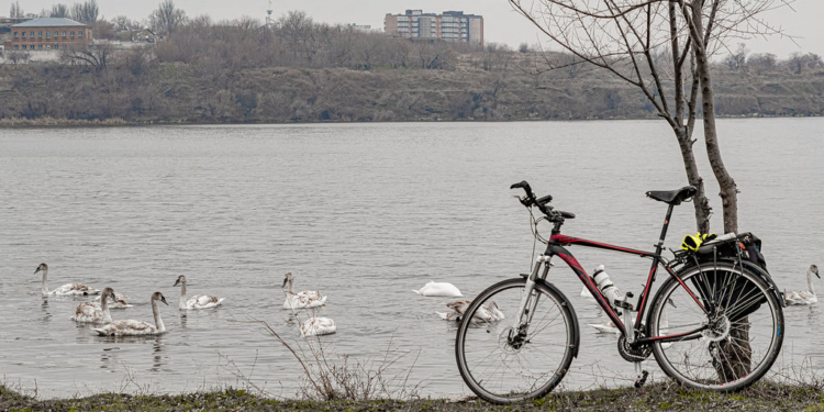 В Николаеве сфотографировали две стаи лебедей у берега в парке Победы (ФОТО)