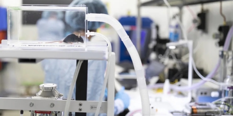 В Швейцарии в 4-й раз вынесут на референдум запрет опытов на животных