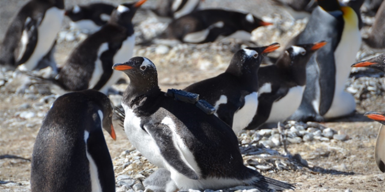 Пингвин Генту снял свою подводную охоту с помощью видеокамеры (ВИДЕО)