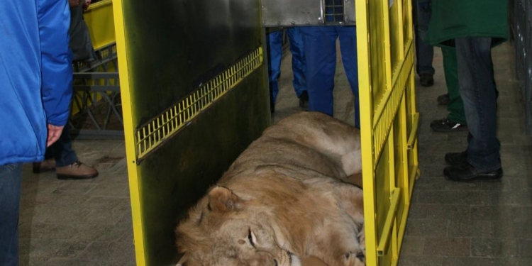 Три льва из Николаевского зоопарка уехали на историческую родину – в Африку (ФОТО)