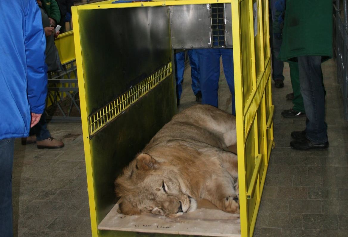 Три льва из Николаевского зоопарка уехали на историческую родину – в Африку (ФОТО)